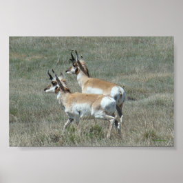 Póster A27 Pronghorn Antelope Young Bucks