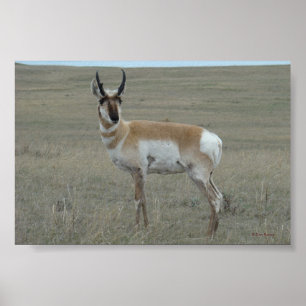 Póster A28 Pronghorn Antelope Young Buck