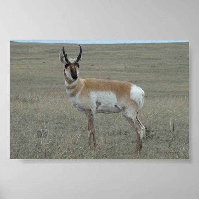Póster A28 Pronghorn Antelope Young Buck (Frente)