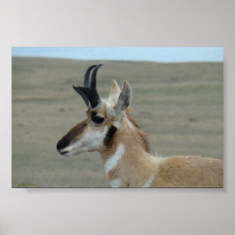 Póster A29 Pronghorn Antelope Perfil de la cabeza joven d
