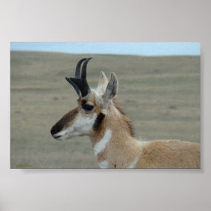 Póster A29 Pronghorn Antelope Perfil de la cabeza joven d