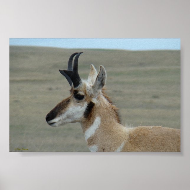 Póster A29 Pronghorn Antelope Perfil de la cabeza joven d (Frente)