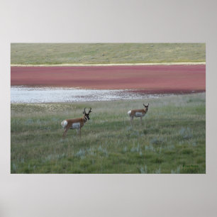 Póster A2 Pronghorn Antelope