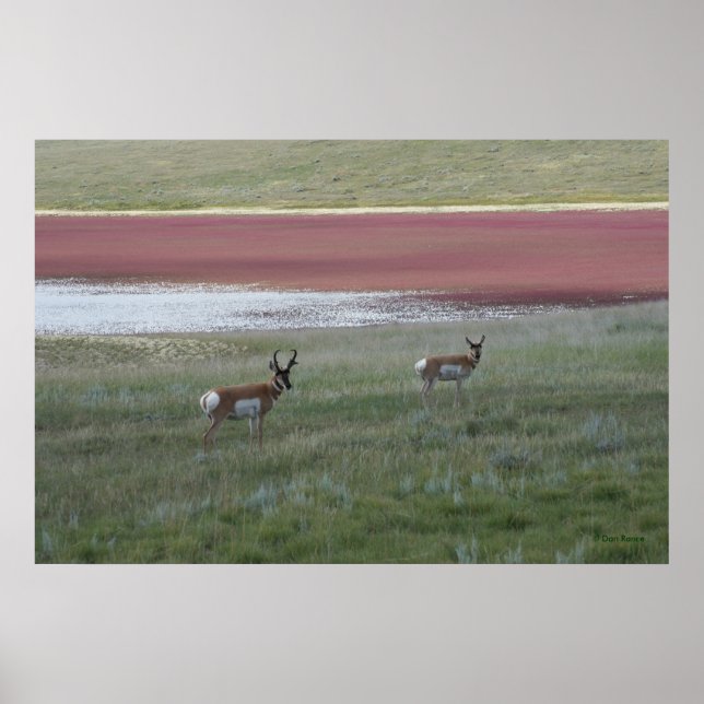 Póster A2 Pronghorn Antelope (Frente)