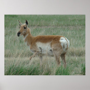 Póster A31 Pronghorn Antelope Doe