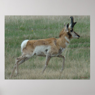 Póster A32 Pronghorn Antelope Buck