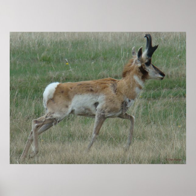Póster A32 Pronghorn Antelope Buck (Frente)