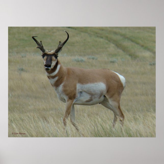 Póster A33 Hornos Crocidos de Antelope Pronghorn (Frente)