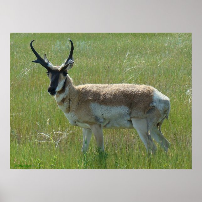 Póster A36 Pronghorn Antelope Buck (Frente)
