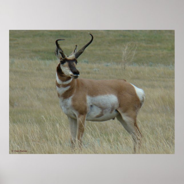 Póster A37 Hornos Crocidos de Antelope Pronghorn (Frente)