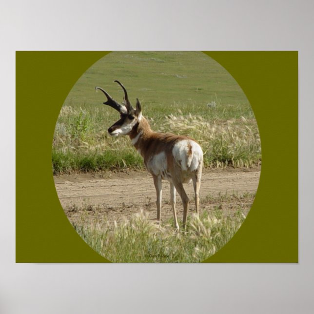 Póster A39 Pronghorn Antelope Buck (Frente)