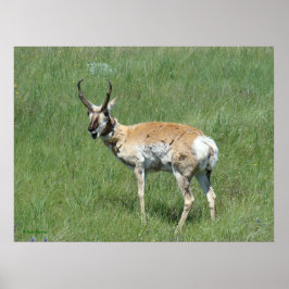 Póster A3 Pronghorn Antelope masticando buey