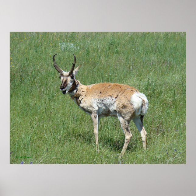 Póster A3 Pronghorn Antelope masticando buey (Frente)