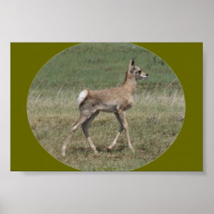 Póster A42 Baby Pronghorn Antelope