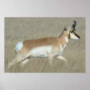 Póster A44 Pronghorn Antelope Buck