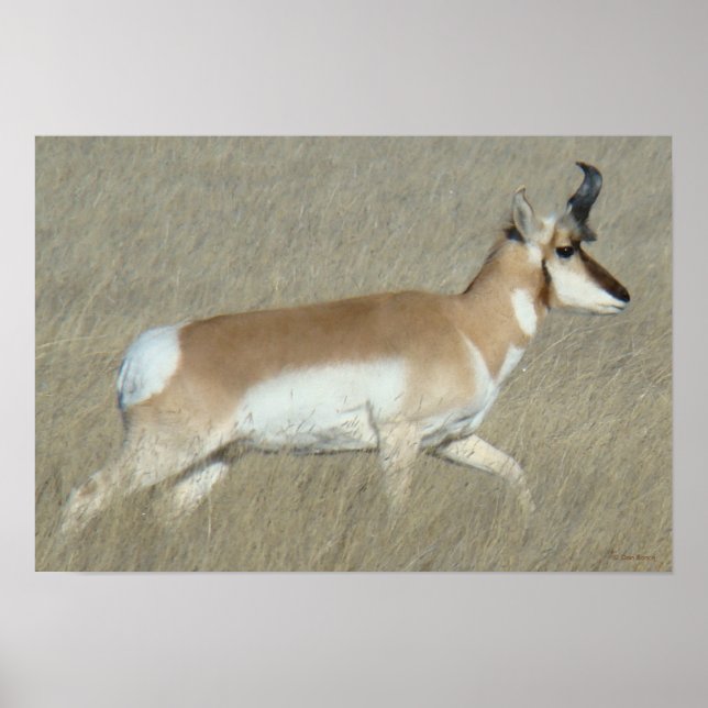 Póster A44 Pronghorn Antelope Buck (Frente)