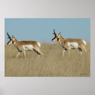 Póster A45 Cúmulos de Antelope Pronghorn
