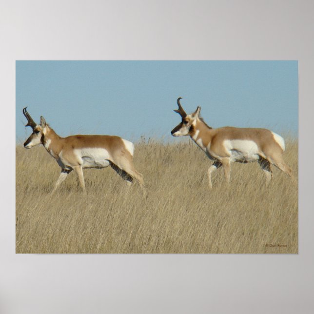 Póster A45 Cúmulos de Antelope Pronghorn (Frente)