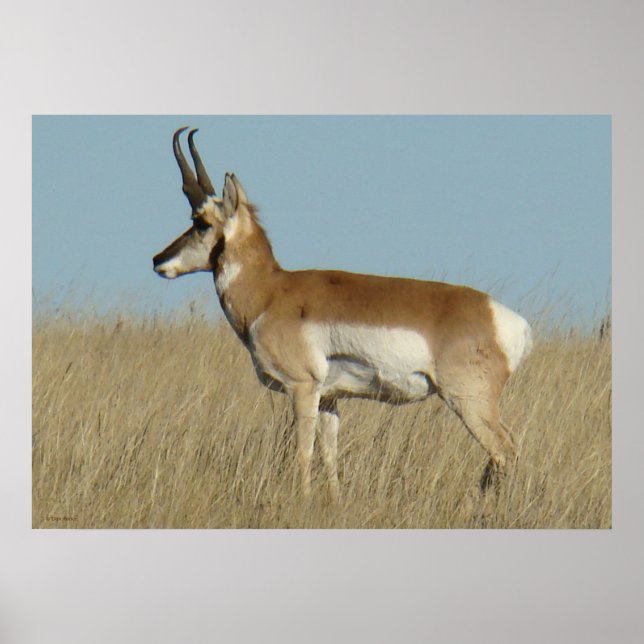 Póster A46 Pronghorn Antelope (Frente)
