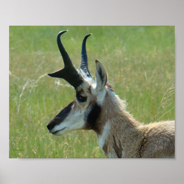 Póster A47 Pronghorn Antelope Big Buck Head Profile (Frente)