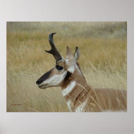 Póster A4 Pronghorn Antelope Young Buck Head Shot Profile