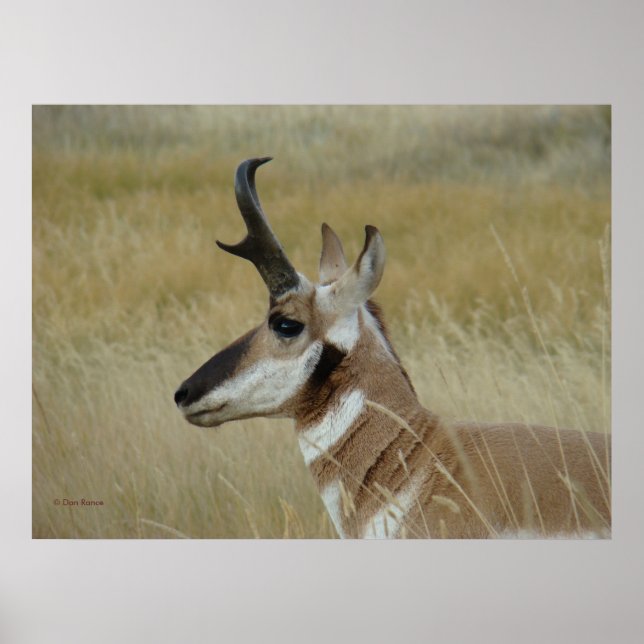 Póster A4 Pronghorn Antelope Young Buck Head Shot Profile (Frente)