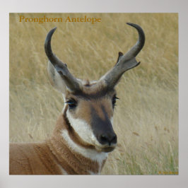 Póster A5 Pronghorn Antelope Big Buck Head