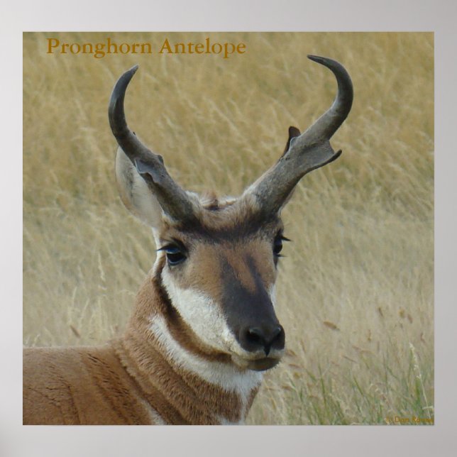 Póster A5 Pronghorn Antelope Big Buck Head (Frente)