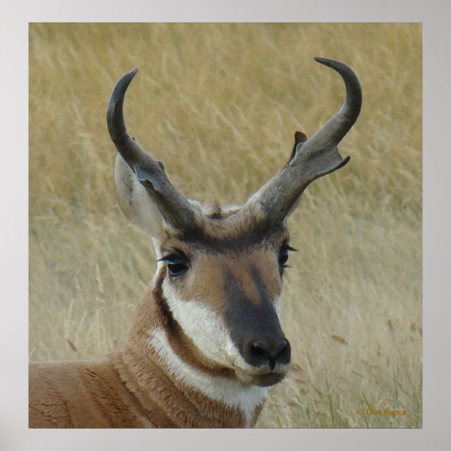 Póster A5 Pronghorn Antelope Big Buck Head (Frente)