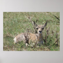 A7 Bebé Pronghorn Antelope