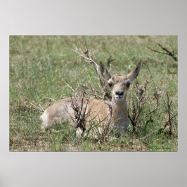 Póster A7 Bebé Pronghorn Antelope