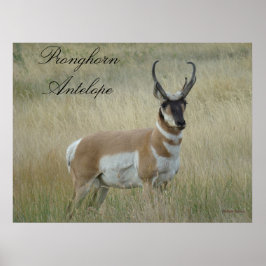 Póster A8 Pronghorn Antelope