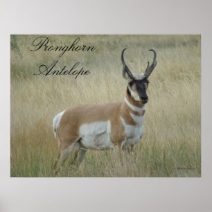 Póster A8 Pronghorn Antelope