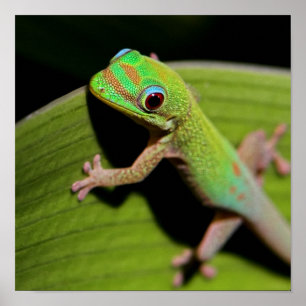 Póster A Baby Green Gecko