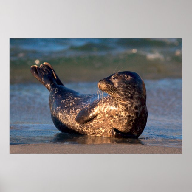 Póster A baby seal lifting it's tail (Frente)