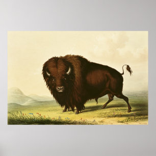 Póster A Bison, c.1832