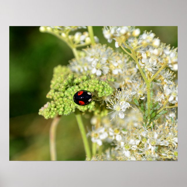 Póster A black ladybug with red spots  (Frente)