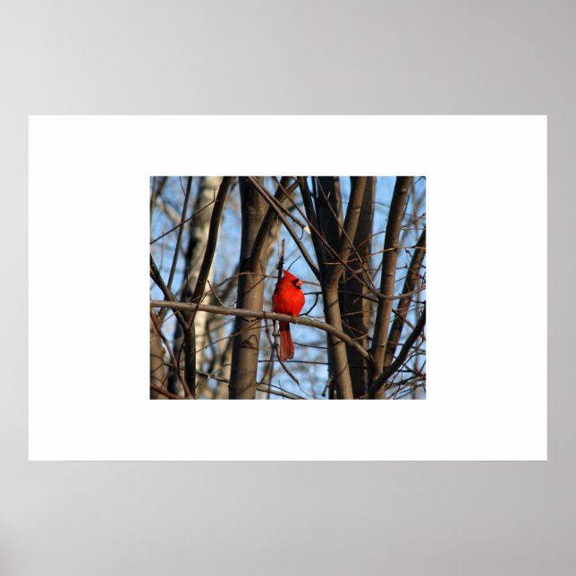 Póster A Cardinal Poster (Frente)