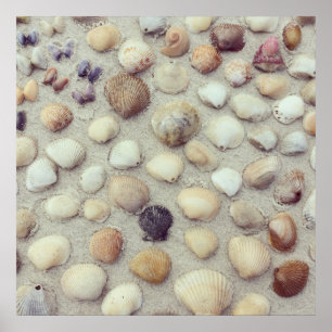 Póster A Collection Of Seashells