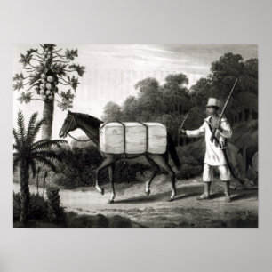 Póster A Cotton Carrier, from 'Travels in Brazil'