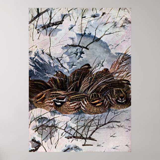 Póster A Covey of Bobwhites (Frente)