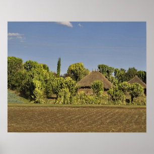 Póster A farmed field in front of thatched roof houses