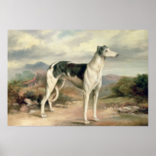 Póster A Greyhound in a hilly landscape