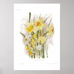 Póster A Group of Daffodils