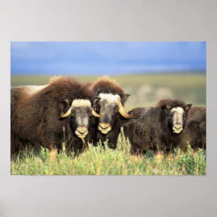 Póster A group of muskoxen browse on willow shrubs on