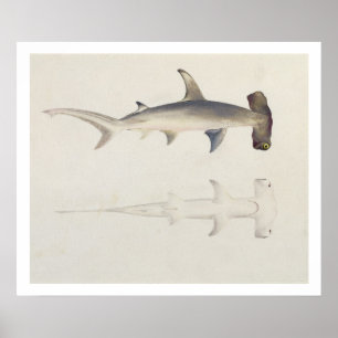 Póster A Hammer-headed Shark, Loheia, formerly attributed