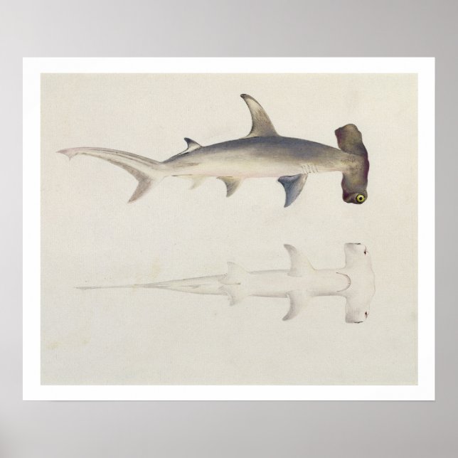 Póster A Hammer-headed Shark, Loheia, formerly attributed (Frente)