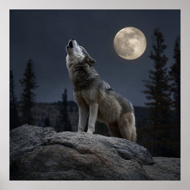 Póster A Howling Wolf (Frente)