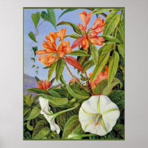 Póster A Javan Rhododendrum e Ipomoea