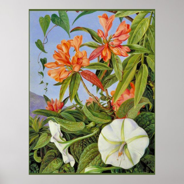 Póster A Javan Rhododendrum e Ipomoea (Frente)